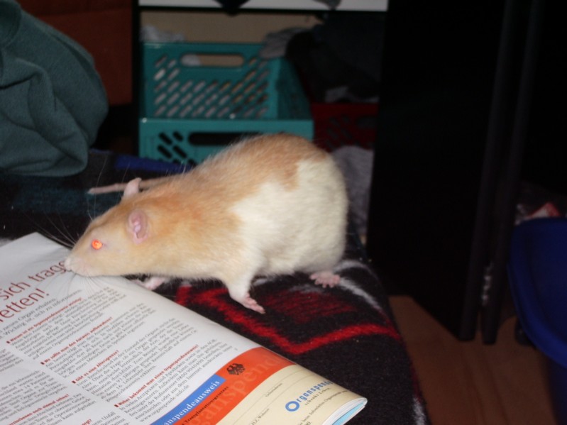 Gandalf, Leseratte? *g*