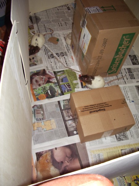 Integration Elric und Robyn