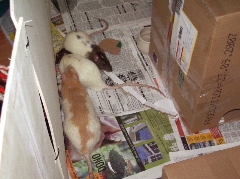 Elric, Robyn, Gandalf 