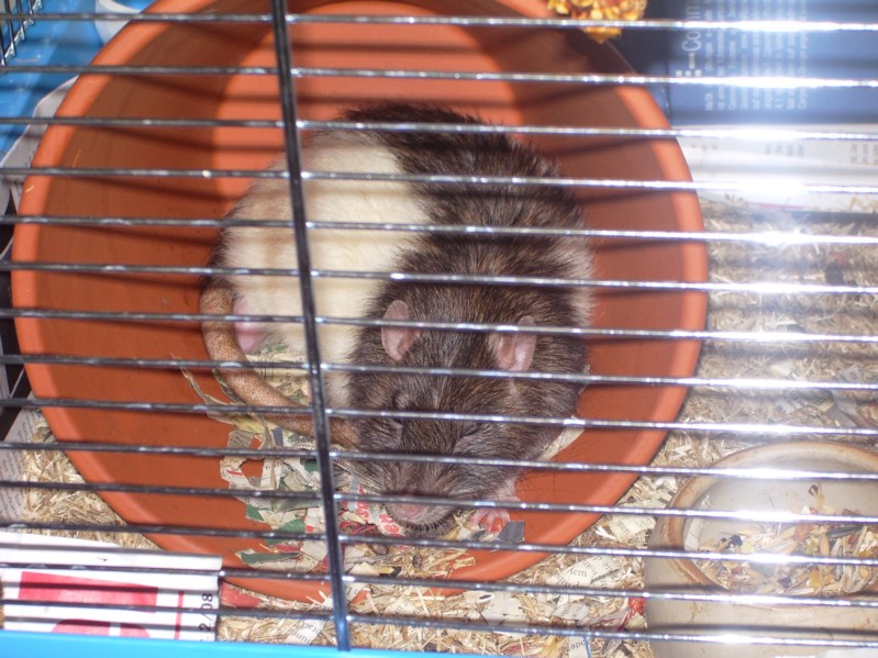 Heinrich im Blumentopf