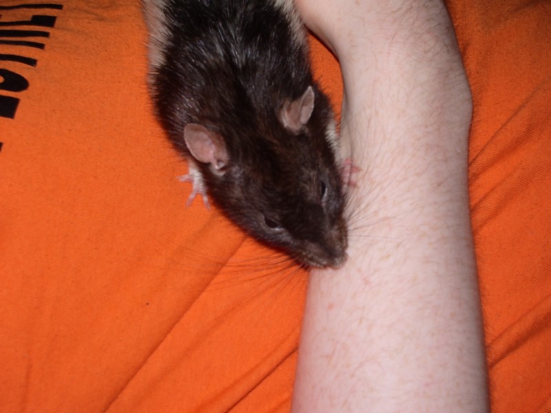 Pogo auf Papas Bauch