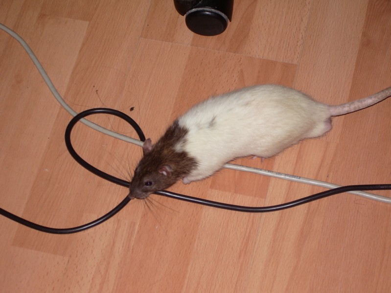 Nein, Robyn nagt nicht an den Kabeln