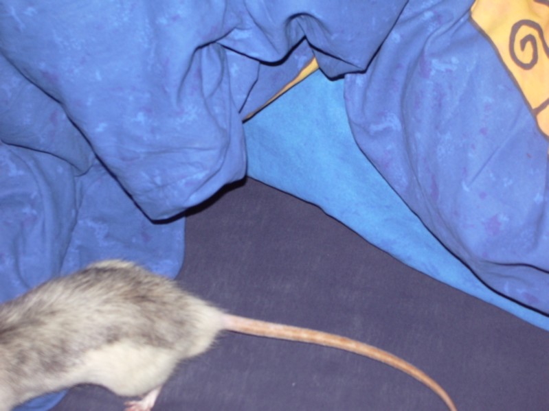 Ron-Ni rennt nochmal aus dem Bild