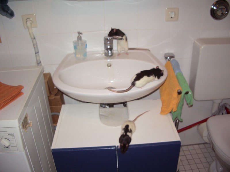 Lupmi, Paulinchen, Kiki