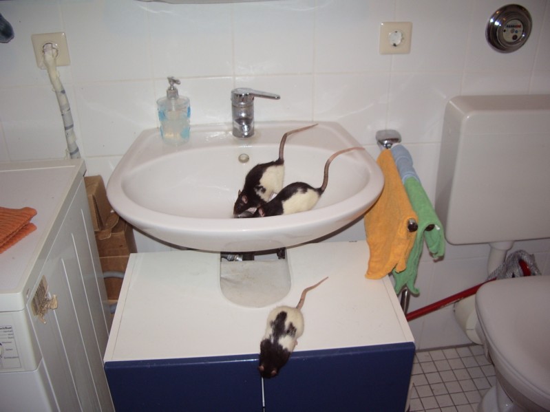 Lupmi, Paulinchen, Kiki